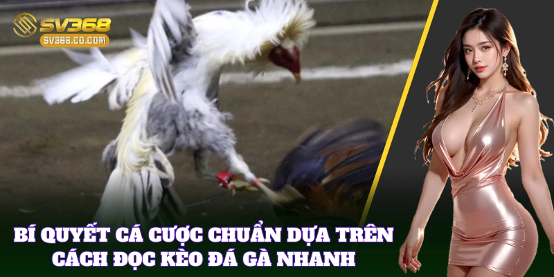 Cách Đọc Kèo Đá Gà Nhanh hỗ trợ chiến thuật cược